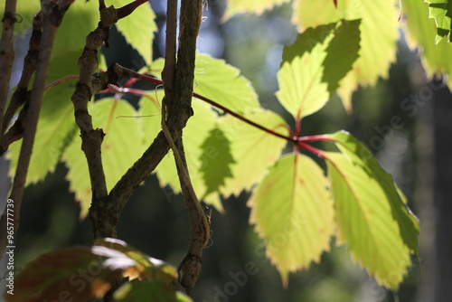 Light green grape leaves in the sun in autumn on a blurred green background