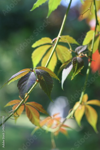 Grape leaves in autumn on a blurred background