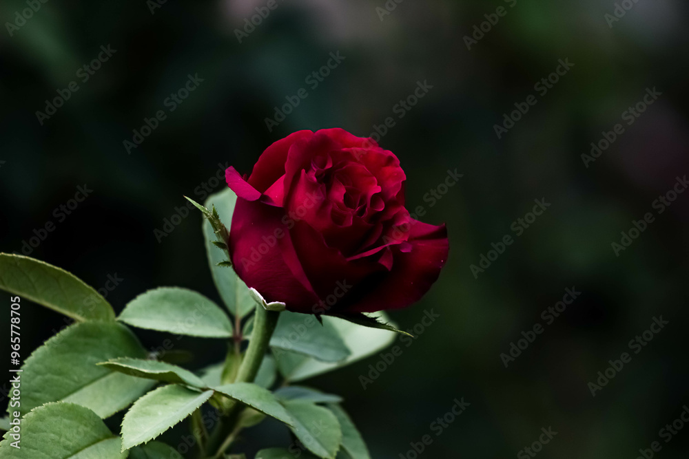 single red rose single red rose