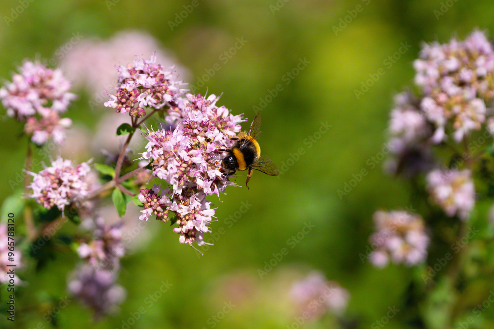 Bumblebee collecting nectar from pink blossoms in green field Bumblebee collecting nectar from pink blossoms in green field