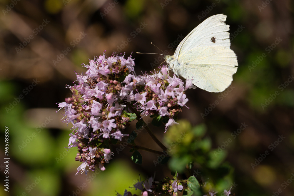 White butterfly on purple flowers in natural light White butterfly on purple flowers in natural light
