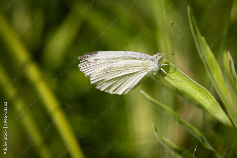 Close-up of a white butterfly resting on green leaves Close-up of a white butterfly resting on green leaves