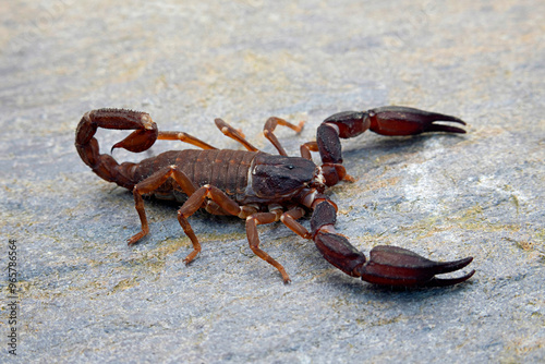 A chaerilid scorpion from Uttarakhand Himalayas