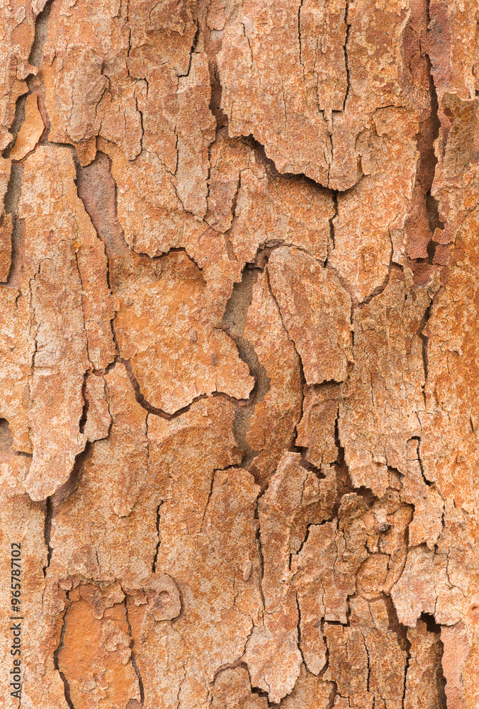 Close-up texture of paperbark maple bark in natural light Close-up texture of paperbark maple bark in natural light