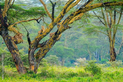 Lioness relaxing on Acacia tree branches in Nakuru National Park