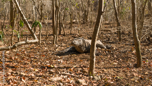 Komodo Dragom in Komodo National Park