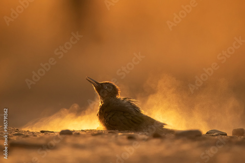 Backlit European Green Woodpecker in a dusty environment photo