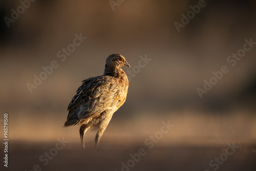 Common pheasant in golden light, ideal for wildlife themes