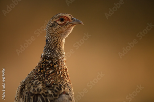 Common pheasant against soft golden backdrop photo