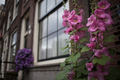 Pink and purple flowers in Amsterdam