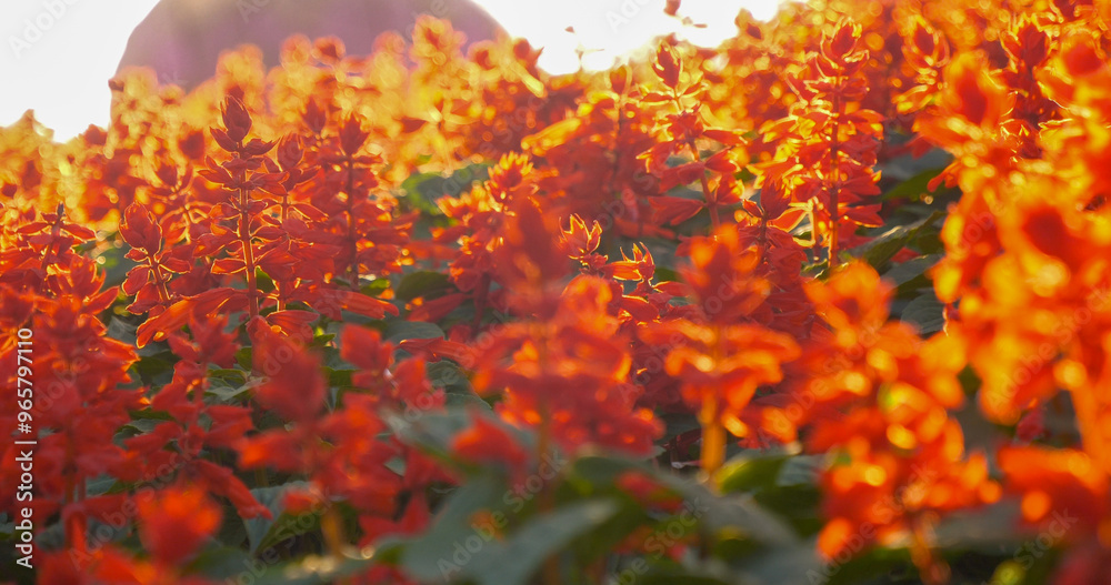 Vibrant orange flower floral soft nature sunbeam blossom in green garden morning time background. Sunbeam shining over orange red blooming park spring season. Sunny Petals blossom beautiful garden Vibrant orange flower floral soft nature sunbeam blossom in green garden morning time background. Sunbeam shining over orange red blooming park spring season. Sunny Petals blossom beautiful garden