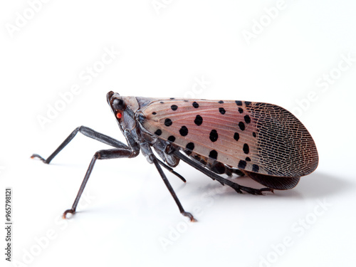 Spotted lanternfly in a white background. Lycorma delicatula.