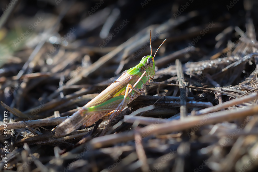 grasshopper on the ground in the morning light grasshopper on the ground in the morning light