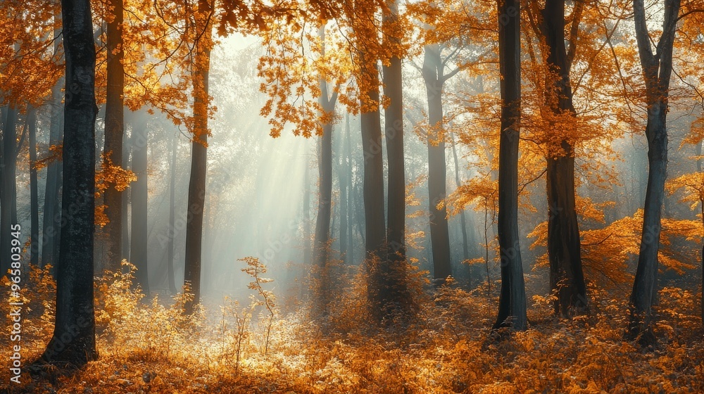 Fototapeta premium Misty autumn forest with trees wrapped in morning fog, leaves shining in soft light.