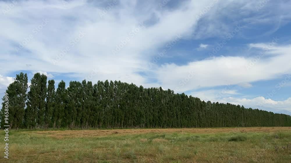 Tall poplar trees arranged in a row provide protection from the wind Tall poplar trees arranged in a row provide protection from the wind