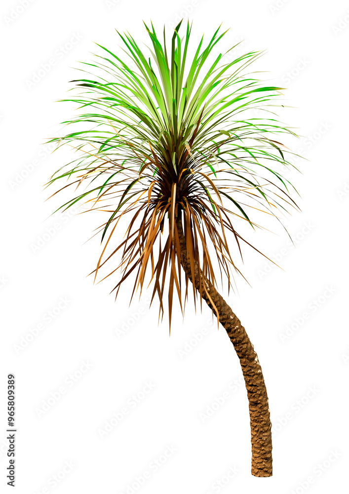 Fototapeta premium 3D Rendering Yucca Palm Tree on White