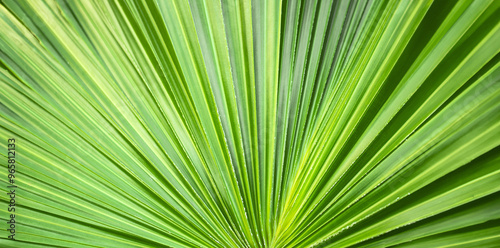 green palm texture background. Decorative bright tropical leaf. Natural jungle background. photo