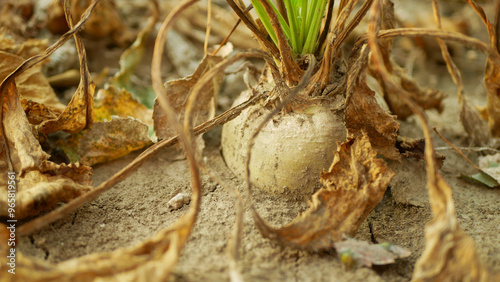 Drought sugar beet dry field land Beta vulgaris altissima garden, very drying up soil cracked close-up, climate change, environmental disaster earth cracks, crop common conditions death plants