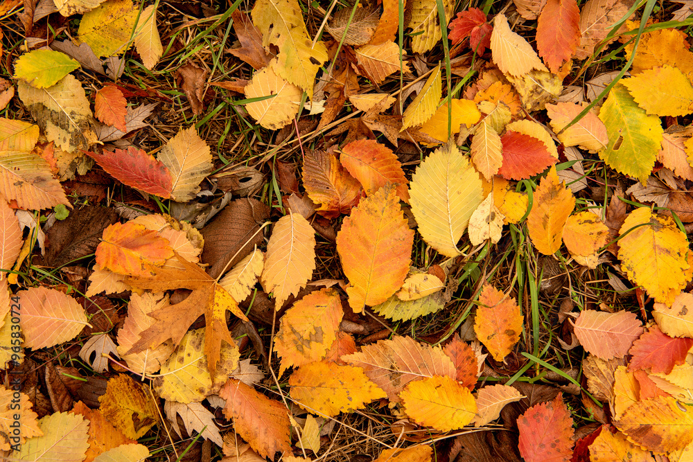 Late autumn background. Fallen yellow leaves on the ground. Late autumn background. Fallen yellow leaves on the ground.