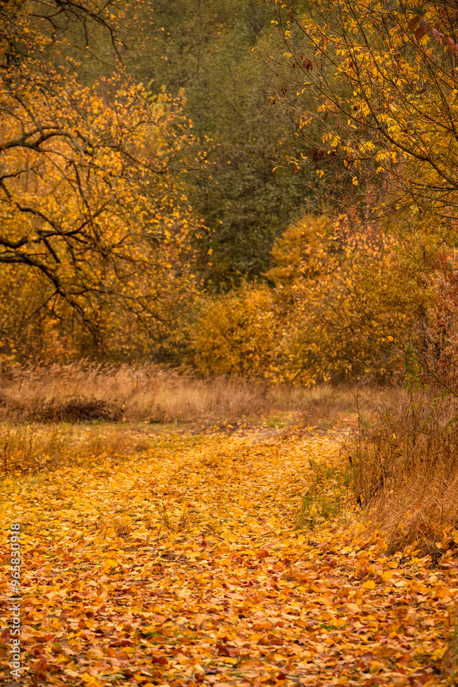 bright yellow lush trees and a road strewn with autumn leaves bright yellow lush trees and a road strewn with autumn leaves