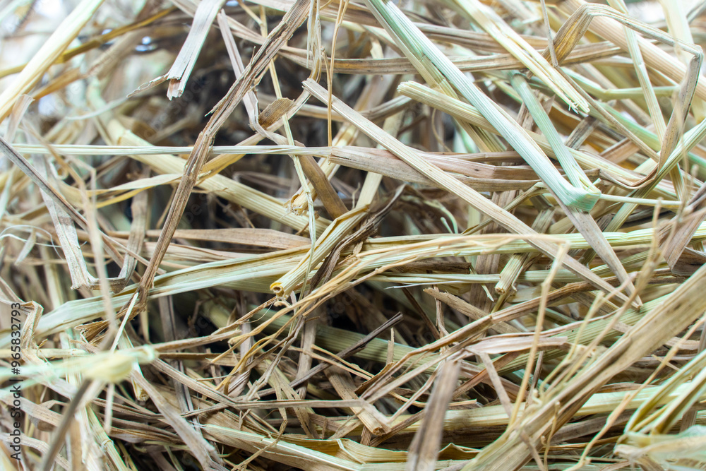 Dry rice straw pile, hay, texture Dry rice straw pile, hay, texture