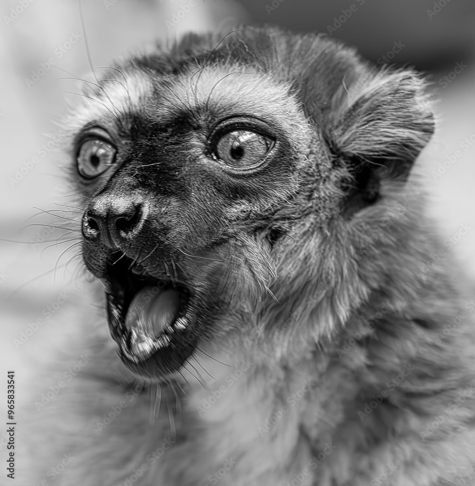 Portrait photo shot of a screaming lemur