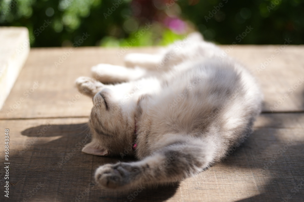 A grey cat with a fluffy coat is lying on a wooden surface, stretching one paw out, with soft sunlight enhancing its fur texture and peaceful demeanor.
