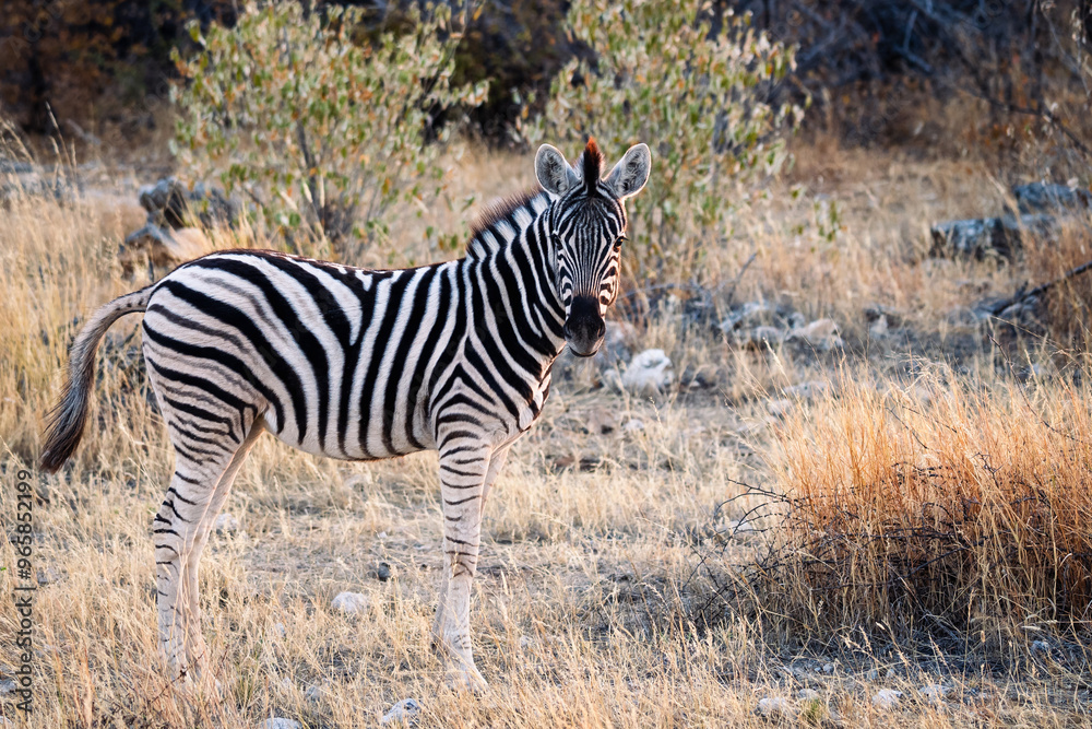 Obraz premium Young Zebra looking towards the camera in Etosha National park, Namibia