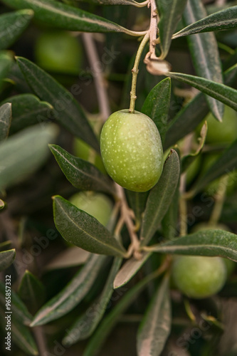 Wallpaper Mural Close Up of olive tree leaves Torontodigital.ca