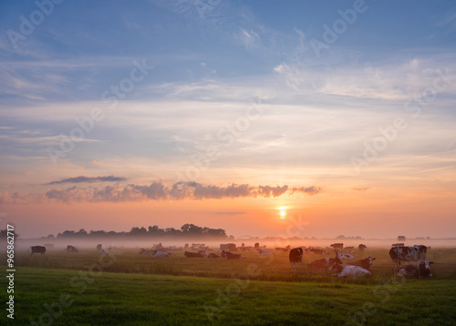 herd of cows in misty meadow during colorful sunrise in the netherlands