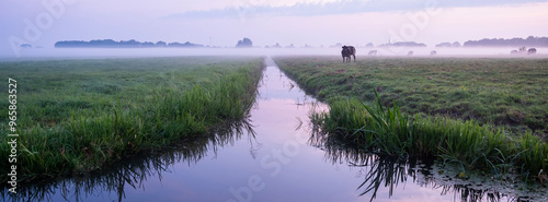 Foto beef cows in meadow during sunrise near culemborg in the netherlands