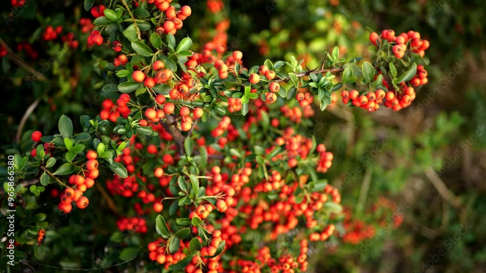 scarlet firethorn, Pyracantha, red firethorn scarlet firethorn, Pyracantha, red firethorn