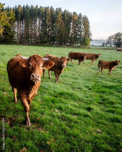 A herd of brown cows on a green meadow with big trees in the background