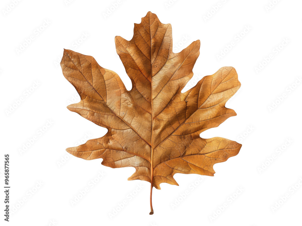 Fototapeta premium Dry autumn oak leaf. Isolated PNG