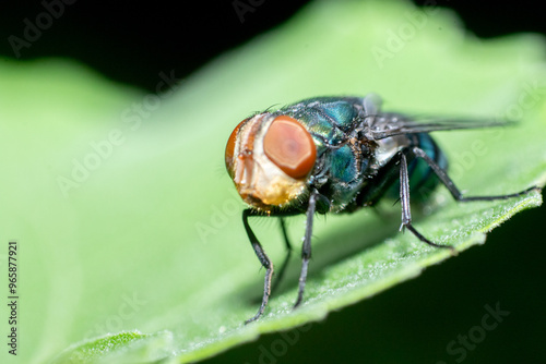 Detailed Macro Shot of a Fly on a Green Leaf photo