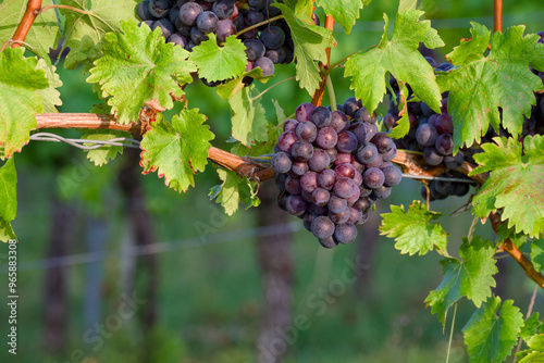 ripe bunch of grapes in a vineyard photo