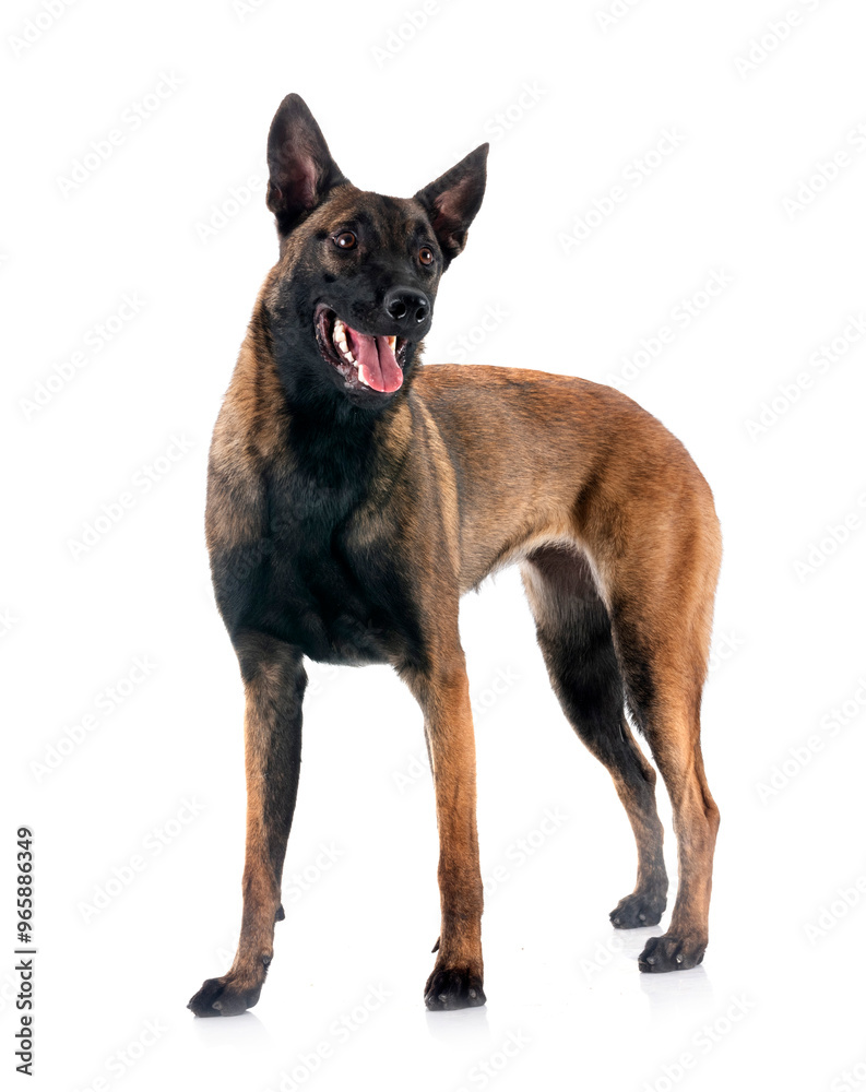 malinois in studio malinois in studio