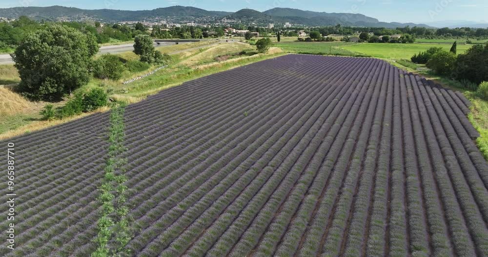 Lavande provence drone