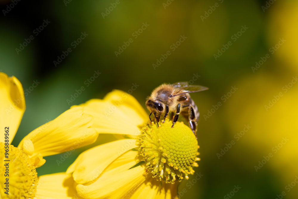 Close-up of a small honeybee searching for pollen on a yellow flower. Other flowers glow in the background. There is space for text. Close-up of a small honeybee searching for pollen on a yellow flower. Other flowers glow in the background. There is space for text.