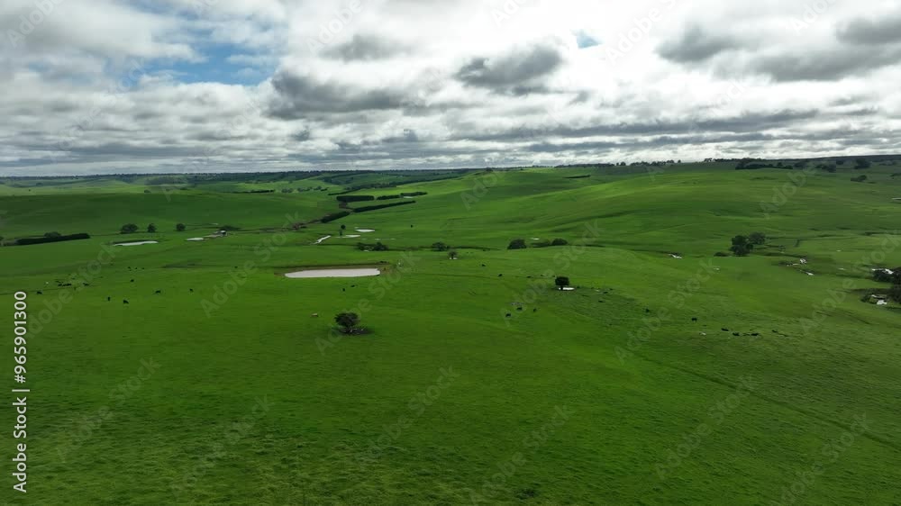 Farming landscape of stud angus and wagyu bulls grazing, with beautiful cows and cattle grazing on pasture in spring on a farm, with a crop growing food behind with hills and trees in nature Farming landscape of stud angus and wagyu bulls grazing, with beautiful cows and cattle grazing on pasture in spring on a farm, with a crop growing food behind with hills and trees in nature