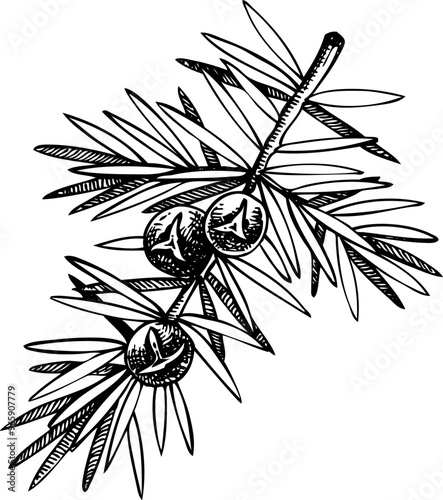 Hand-drawn winter plant illustration. Botanical drawing of juniper. Vector evergreen tree sketch