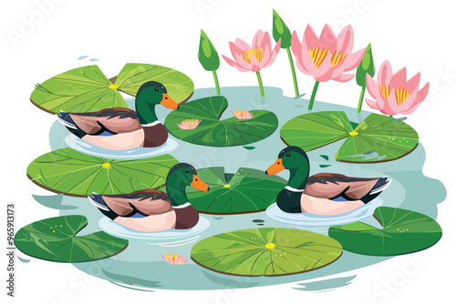 Ducks Swimming Among Lily Pads isolated