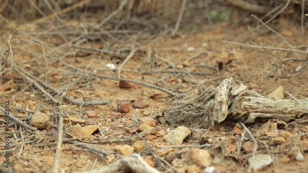 Ants collaborate, transporting food across parched, cracked soil toward their nest beside log, illustrating teamwork and perseverance in dry environment Ants collaborate, transporting food across parched, cracked soil toward their nest beside log, illustrating teamwork and perseverance in dry environment