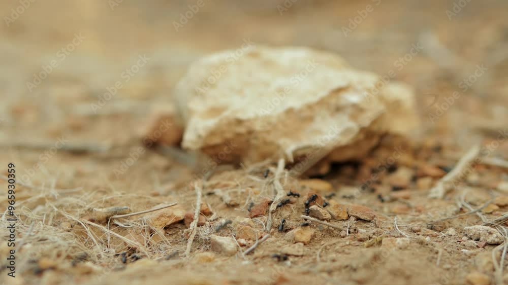 Colony of black ants forages diligently near rock on dirt and gravel surface, showcasing teamwork and cooperation in their search for food Colony of black ants forages diligently near rock on dirt and gravel surface, showcasing teamwork and cooperation in their search for food