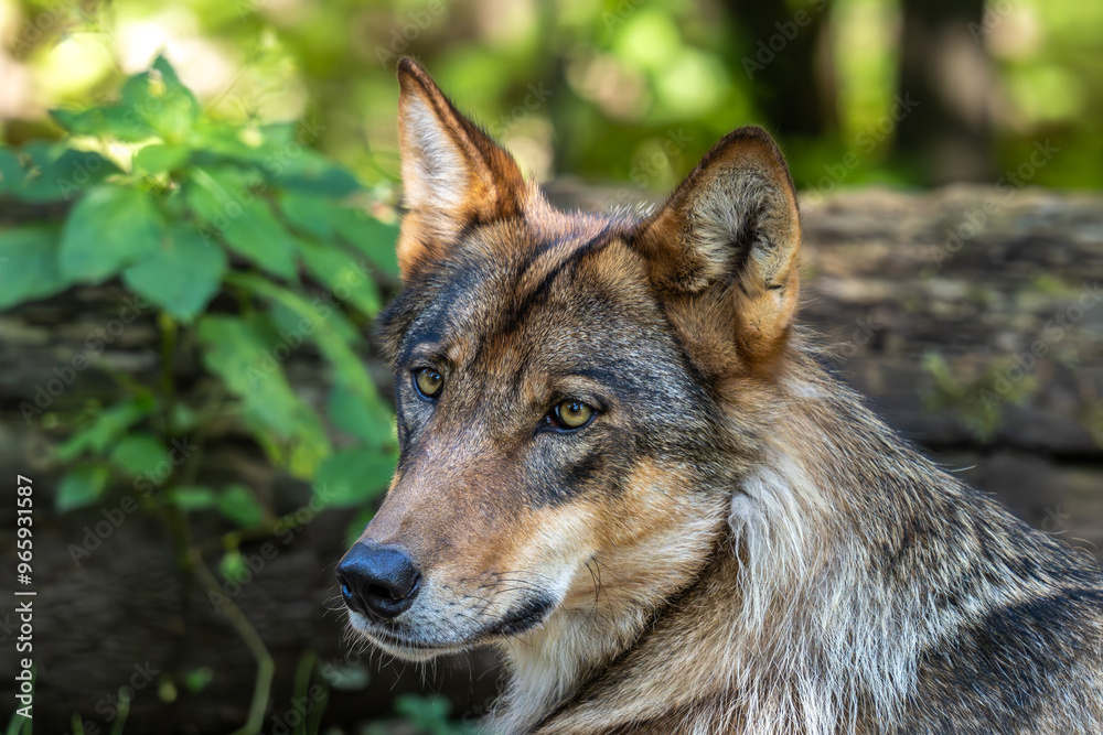 Fototapeta premium European Grey Wolf, Canis lupus in a german park