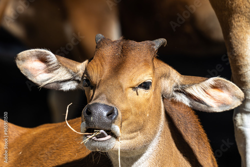 Banteng, Bos javanicus or Red Bull is a type of wild cattle. photo