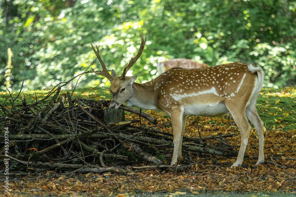 The fallow deer, Dama mesopotamica is a ruminant mammal The fallow deer, Dama mesopotamica is a ruminant mammal