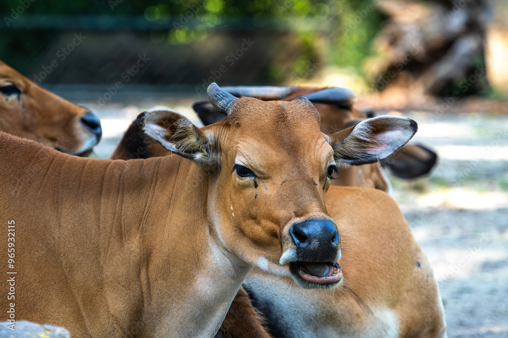 Banteng, Bos javanicus or Red Bull is a type of wild cattle. Banteng, Bos javanicus or Red Bull is a type of wild cattle.