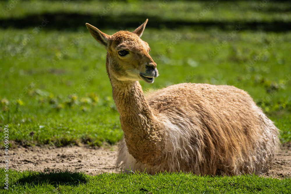 Vicunas, Vicugna Vicugna, relatives of the llama in a German park Vicunas, Vicugna Vicugna, relatives of the llama in a German park