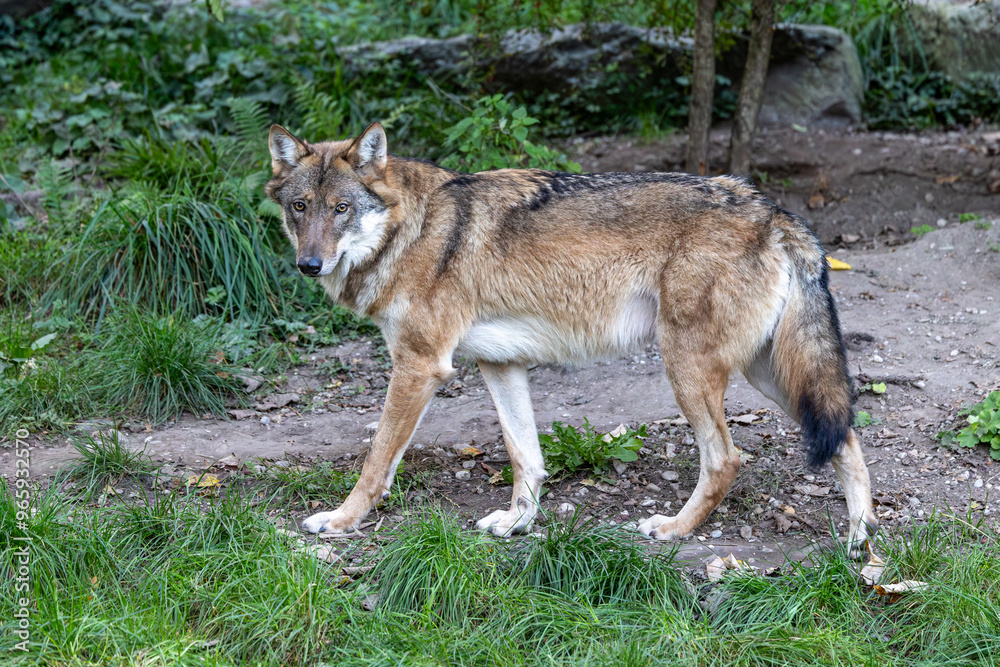 European Grey Wolf, Canis lupus in a german park European Grey Wolf, Canis lupus in a german park